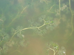 Ranunculus trichophyllus trichophyllus