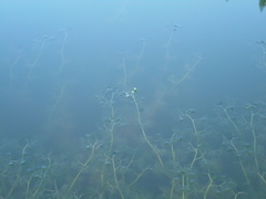 Ranunculus trichophyllus trichophyllus