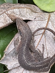 Anolis carolinensis