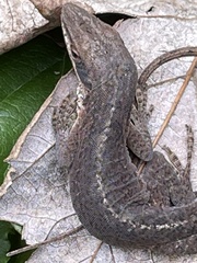 Anolis carolinensis