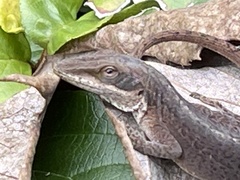 Anolis carolinensis