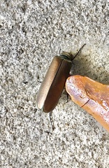 Pomphopoea