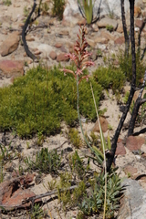Tritoniopsis antholyza