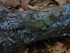 Sceloporus minor