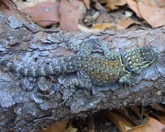 Sceloporus minor