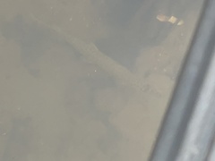 Lepisosteus platyrhincus