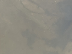 Lepisosteus platyrhincus