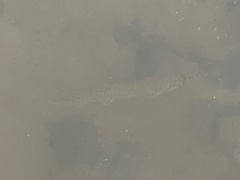 Lepisosteus platyrhincus