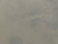 Lepisosteus platyrhincus