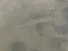 Lepisosteus platyrhincus