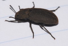 Gonocephalum simplex