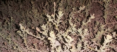 Heliotropium bacciferum