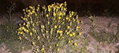 Senecio glaucus