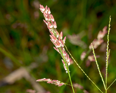 Eragrostis unioloides