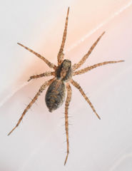 Pardosa milvina