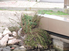 Limbarda crithmoides longifolia