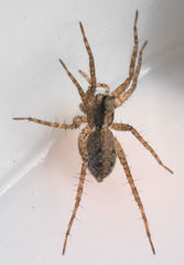 Pardosa milvina