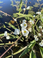 Sagittaria