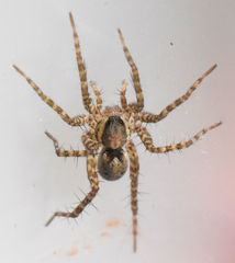 Pardosa pauxilla
