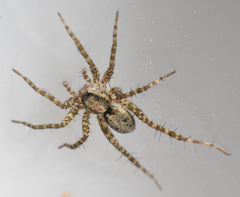 Pardosa pauxilla