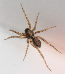 Pardosa pauxilla
