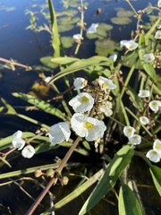 Sagittaria