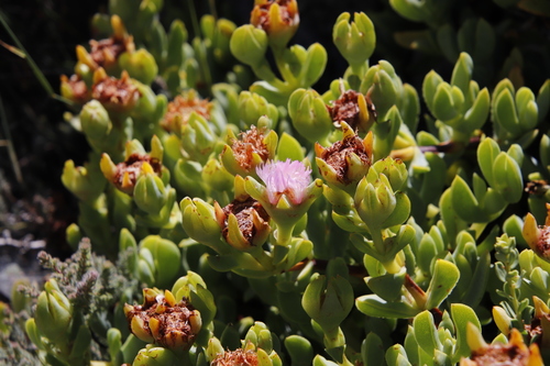Image of Lesser Sea-Fig (Erepsia heteropetala) by (c) Tony Rebelo, some rights reserved (CC BY-SA)