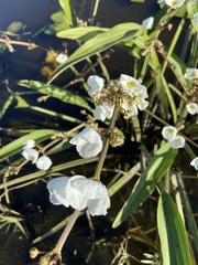 Sagittaria