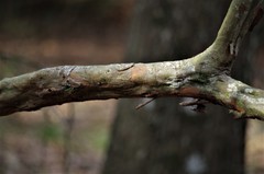 Crataegus spathulata