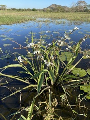 Sagittaria