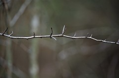 Crataegus spathulata