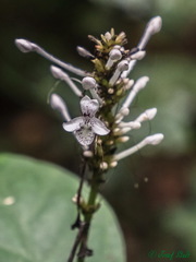 Pseuderanthemum ludovicianum image