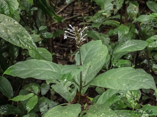 Pseuderanthemum ludovicianum image