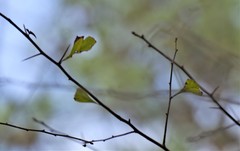 Crataegus spathulata