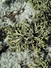 Cladonia perforata