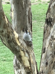 Manorina melanocephala