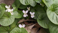 Viola odorata