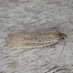 Eucosma ambodaidaleia