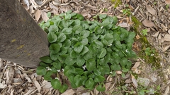 Viola odorata