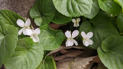 Viola odorata