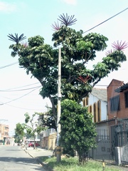 Heptapleurum actinophyllum