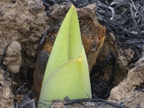 Amorphophallus dracontioides image