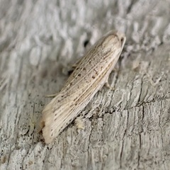 Eucosma ambodaidaleia