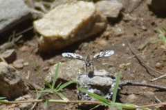 Lomatiinae