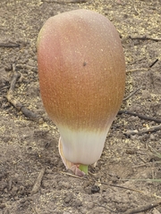 Amorphophallus dracontioides image