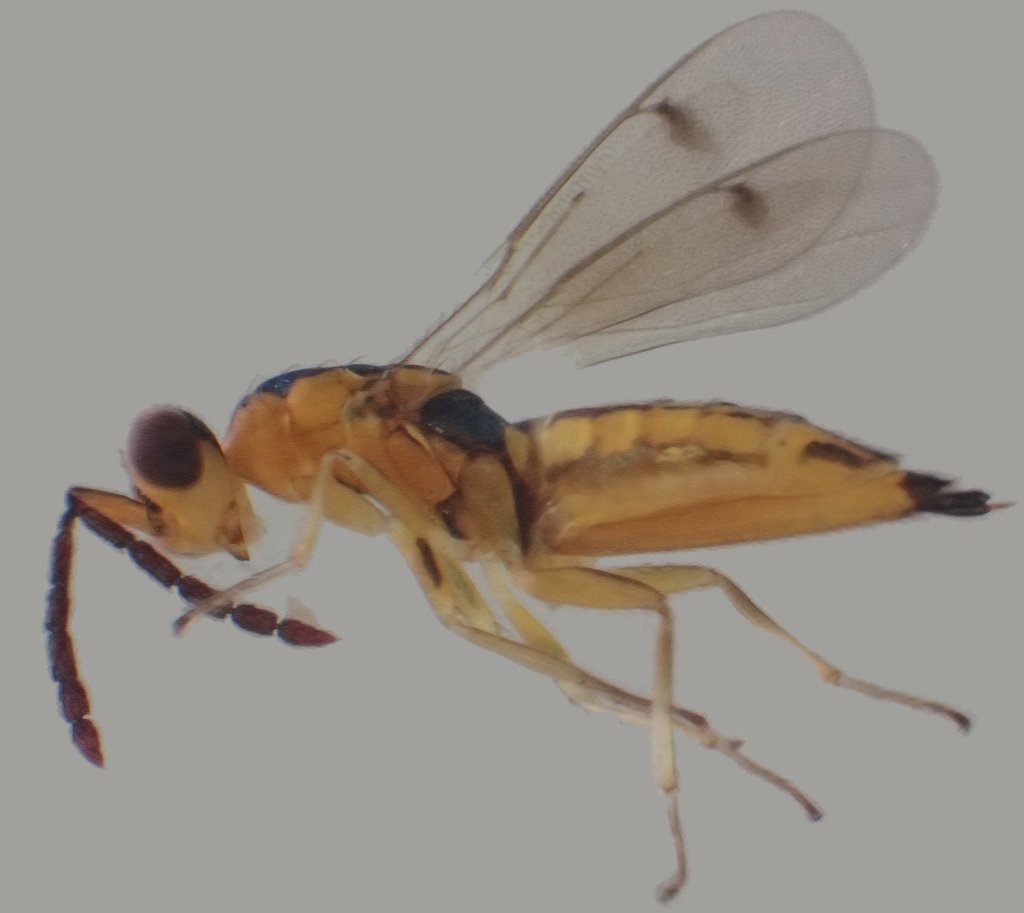Sympiesis flavopicta