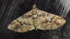 Mnesiloba eupitheciata