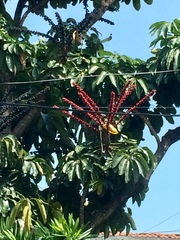 Heptapleurum actinophyllum