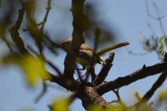 Stigmatura budytoides