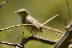 Stigmatura budytoides